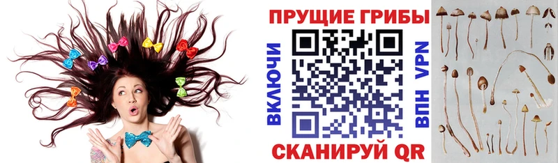 закладка  Крымск  Псилоцибиновые грибы мицелий 